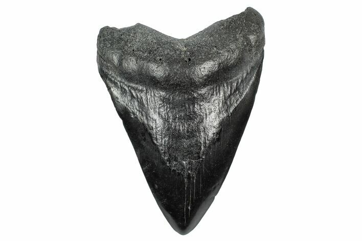 Fossil Megalodon Tooth - South Carolina #340140